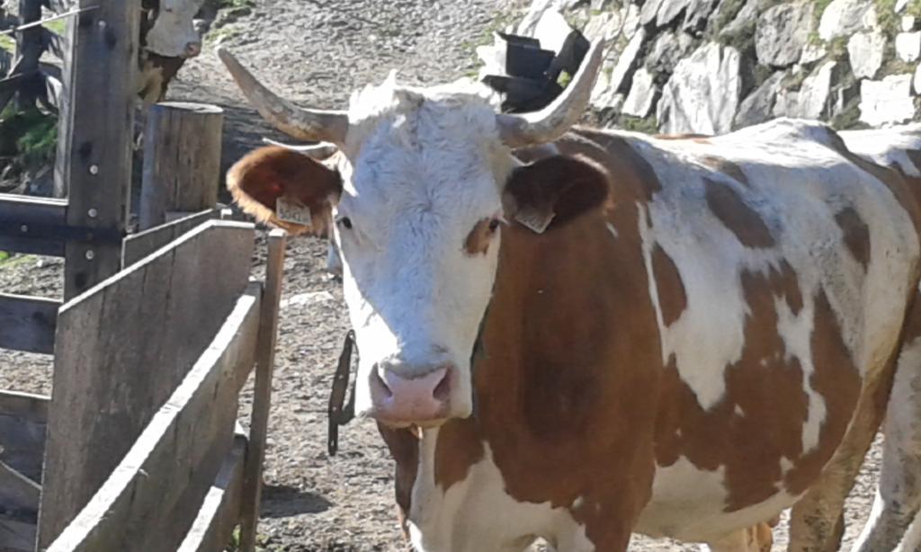 Obertimmeltaler Vila Matrei in Osttirol Exterior foto